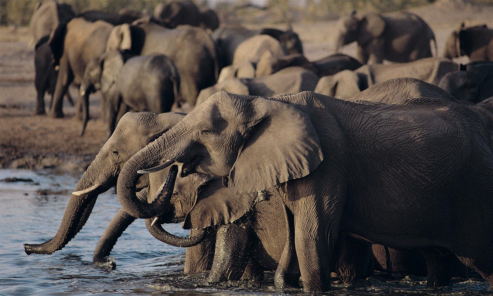 elephant-herd-drinking-water-hwange-national-park-zimbabwe Elephant herd drinking water in Hwange