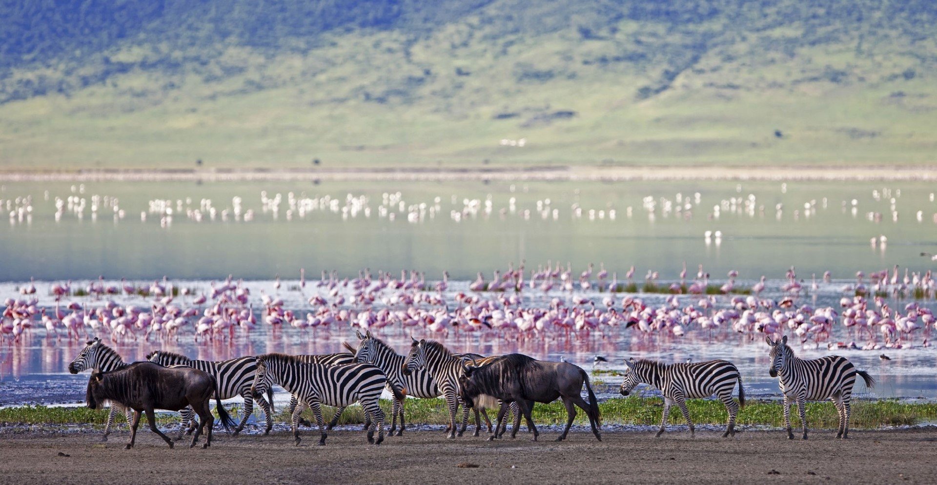 zebra-wildebeest-and-flamingos-spotted-at-ngorongoro-crater-tanzania The Ngorongoro Crater is a great place to visit for African travel in September