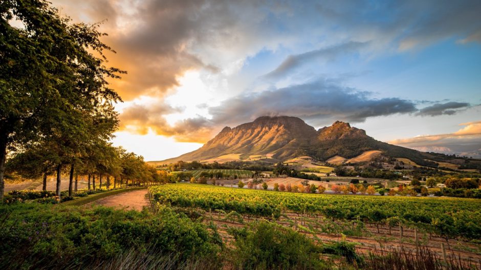 wine-region-near-stellenbosch-looking-at-simonsberg-in-south-africa The Cape Winelands, one of the most romantic and top places to propose in Africa - and the world
