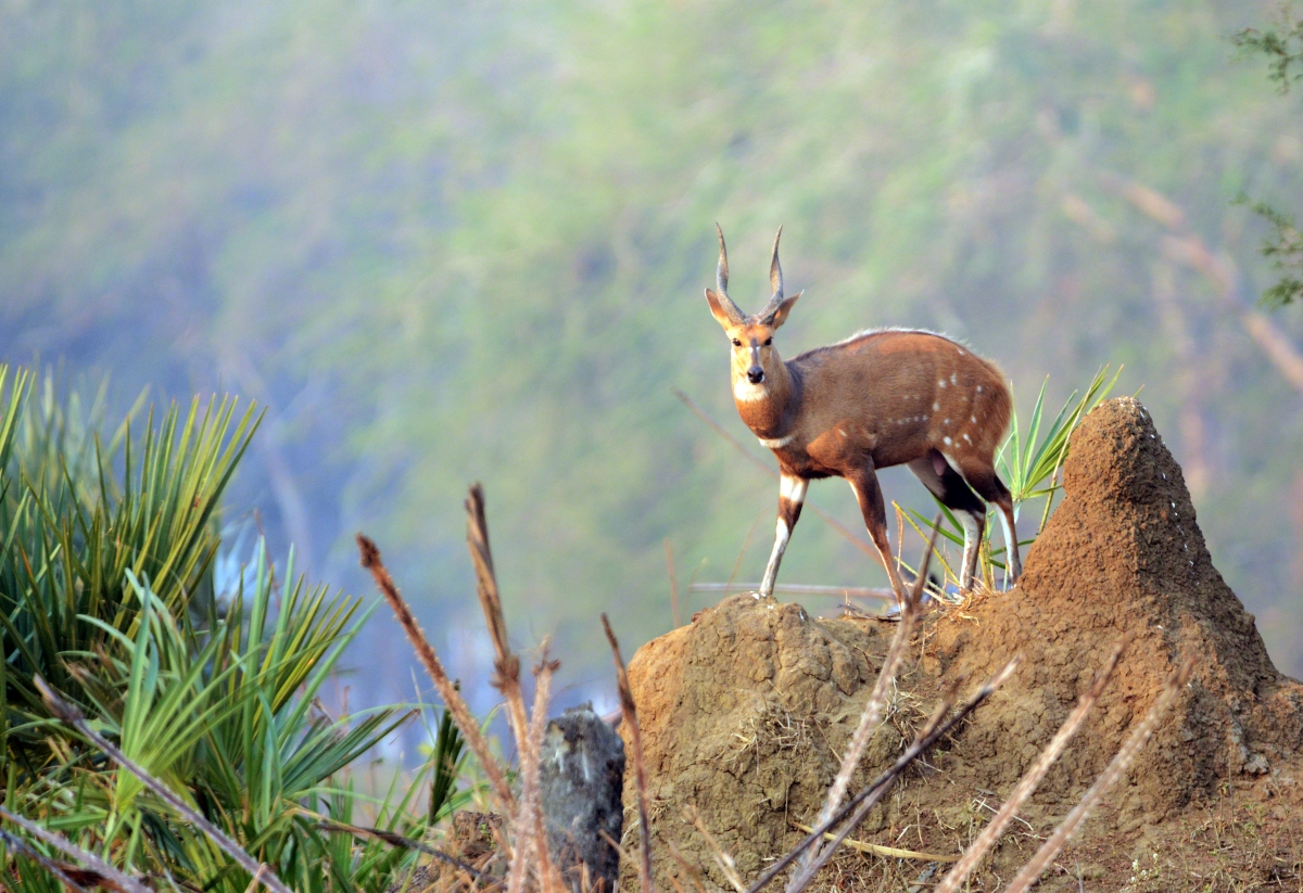 Bushbuck-Gorongosa-National-Park-Mozambique-365675650 Bushbuck on an anthill