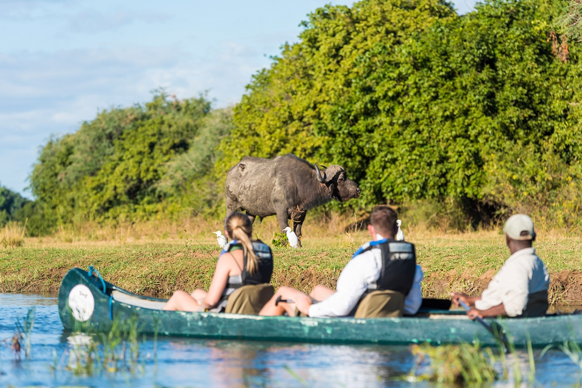 Royal-Zambezi-Lodge-Zambezi-River-canoe-safari-buffalo Buffalo sighting on the riverbank whilst on a canoe safari