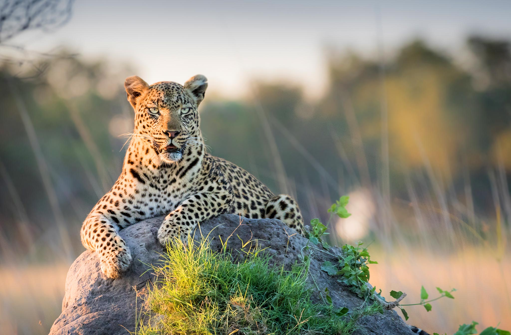 beautiful-leopard-reclines-on-top-of-a-termite-mound-surveying-the-horizon-for-trouble Leopard in the wild