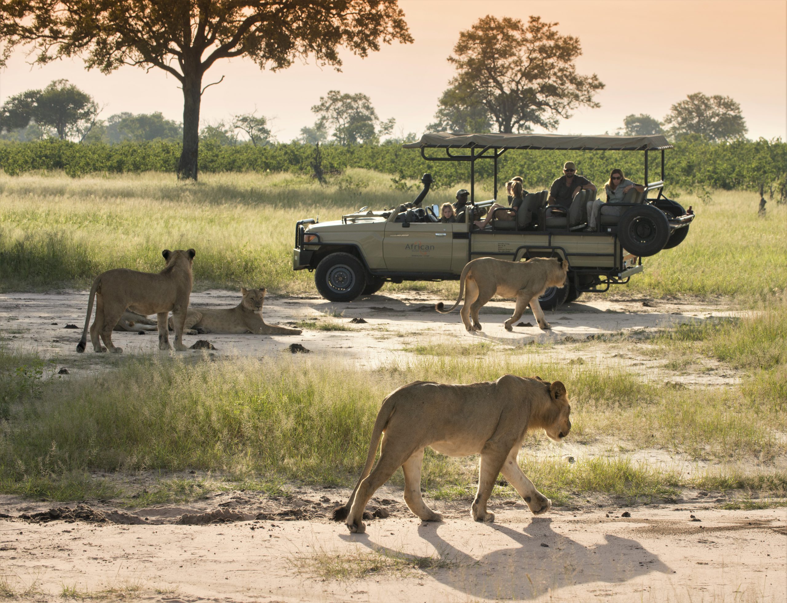 african-bush-camps-somalisa-acacia-game-drive-liions Game Drives at Somalisa Camp