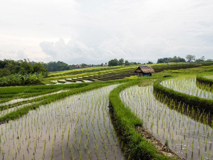 Rice Field Canggu