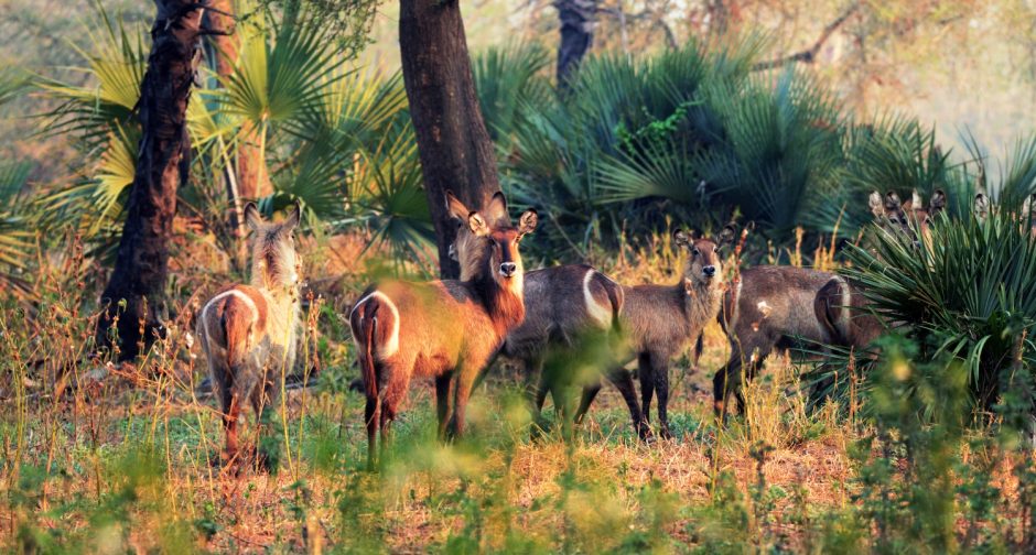 Gorgeous Gorongosa: An Authentic Safari Success Story Worth Knowing