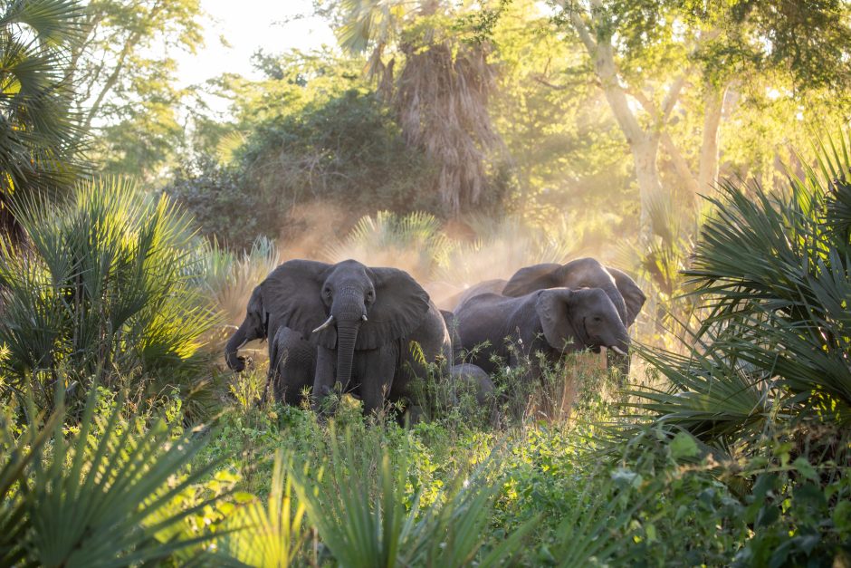 david-travel-to-gorongosa-2024-88 Elephants in Gorongosa National Park