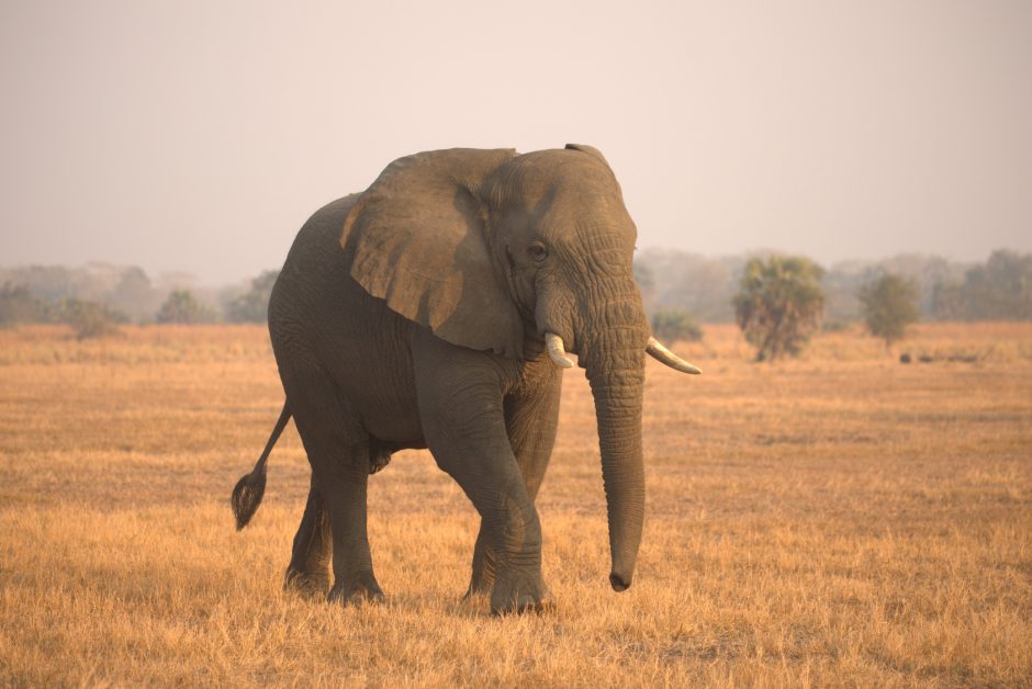 educational-gorongosa-elephant Elephant in Gorongosa National Park