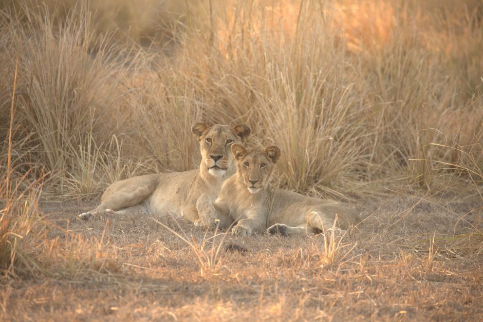 educational-gorongosa-lions Lions in Gorongosa