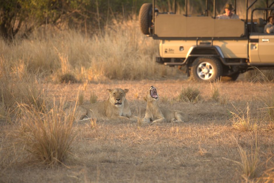 educational-gorongosa-lions-next-to-vehicle Lions next to game drive vehicle in Gorongosa