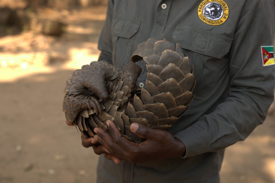 educational-gorongosa-pangolin Rescued Pangolin in Mozambique
