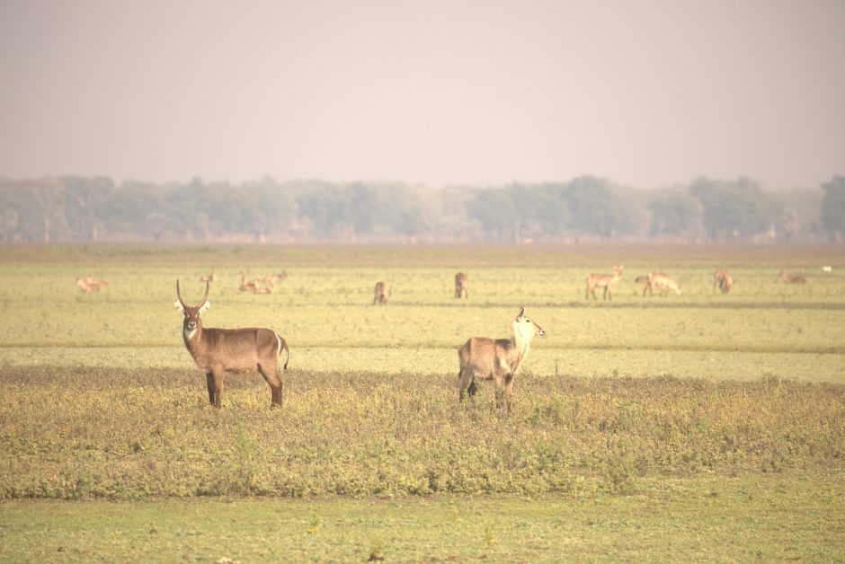 educational-gorongosa-waterbuch-plain-game Waterbuck in an open area