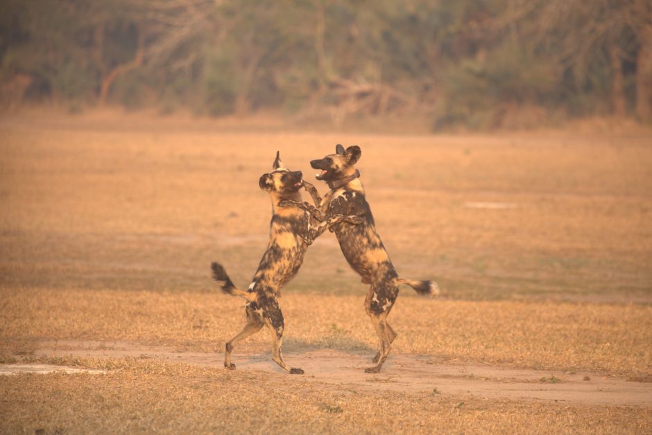educational-gorongosa-wild-dogs Playful African wild dogs in Gorongosa National Park