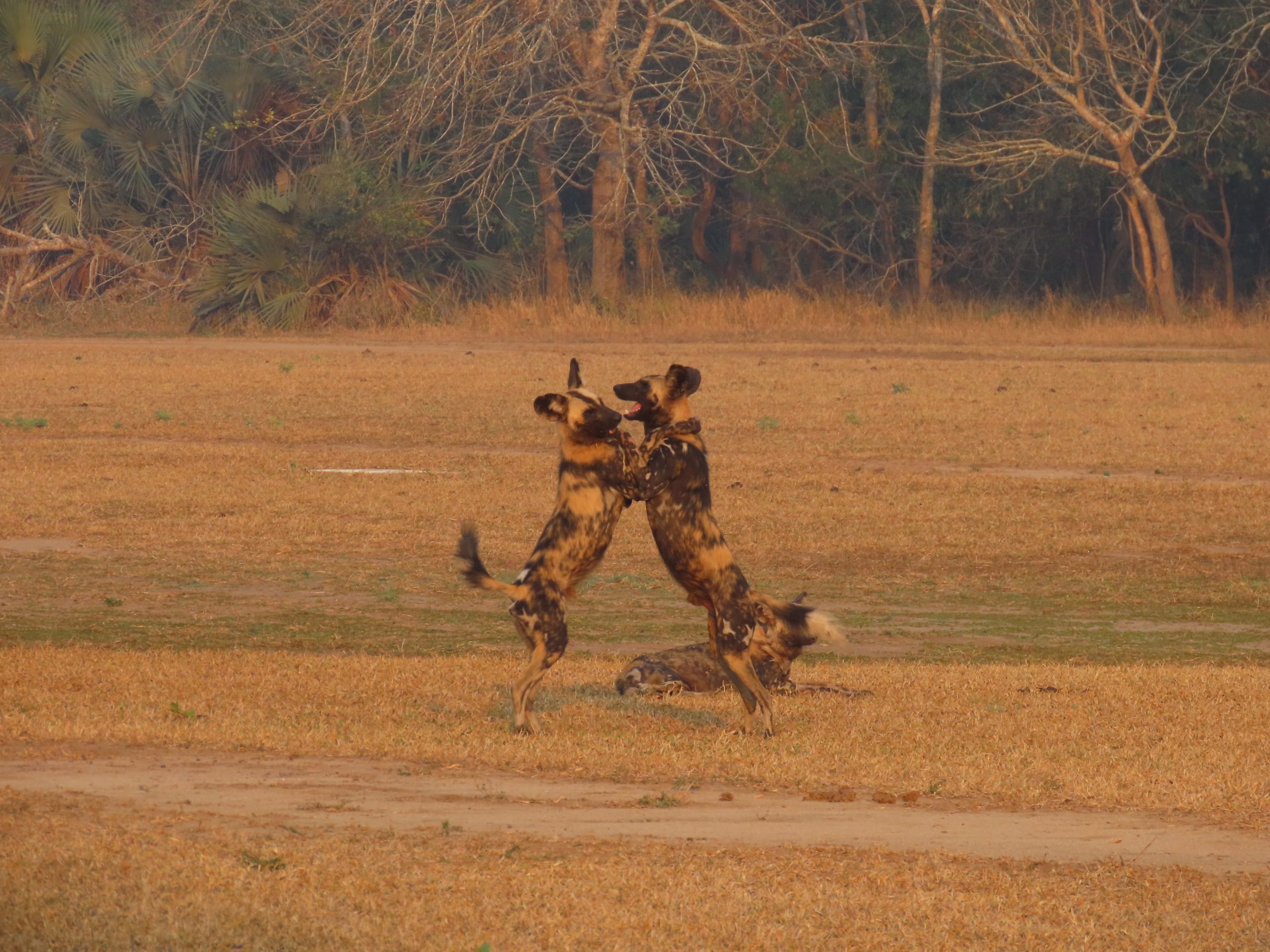 african-wild-dogs-gorongosa African wild dogs in Gorongosa National Park