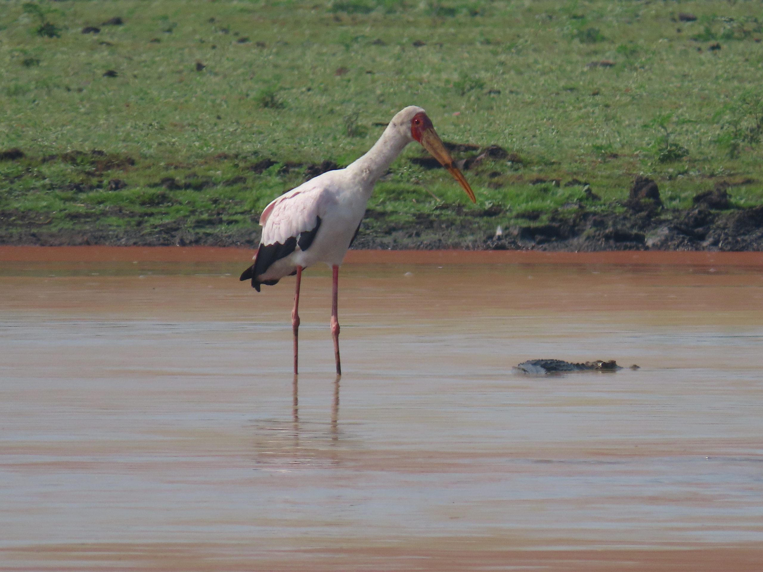 gorongosa-national-park-birdlife Birdlife in Gorongosa National Park