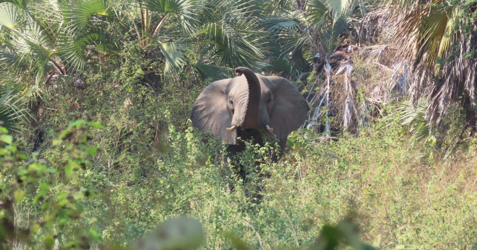 Gorongosa National Park Safari