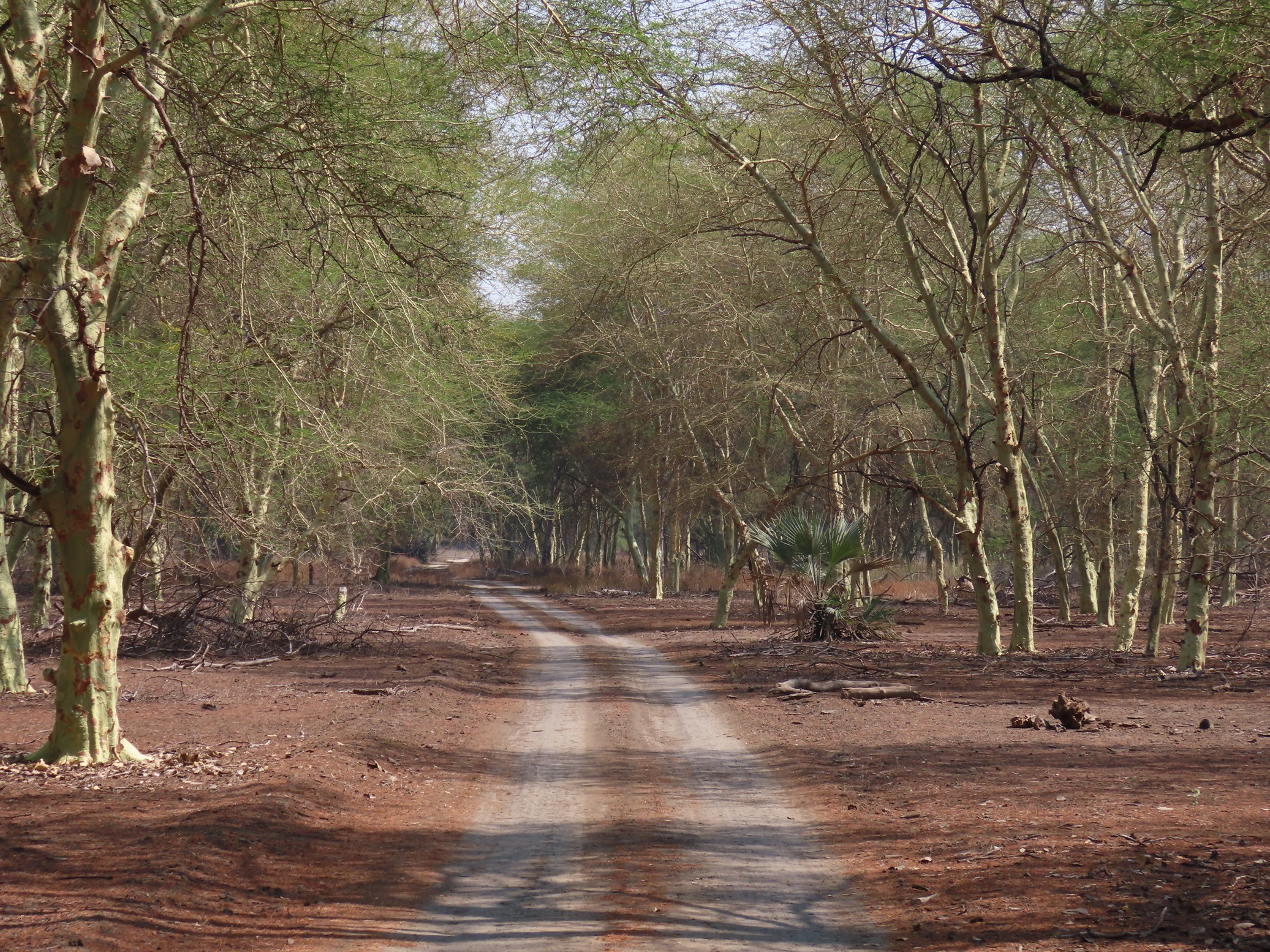 gorongosa-national-park Road in Gorongosa National Park